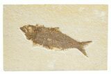 Detailed Fossil Fish (Knightia) - Wyoming #318511-1